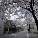 桜満開！