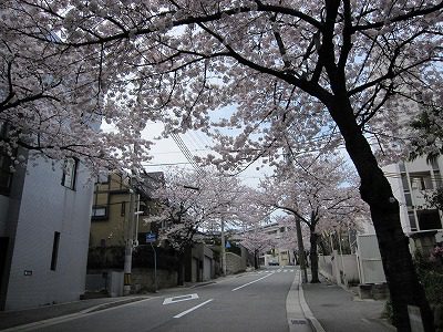 桜満開！