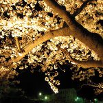 芦屋川桜祭り