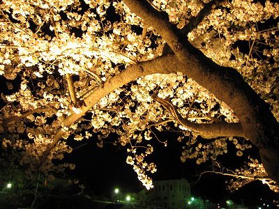 芦屋川桜祭り