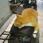 ダラダラの猫