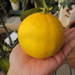 レモンの収穫時期です！