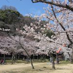 須磨寺の桜