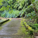 舞鶴自然文化園にあじさいを観に
