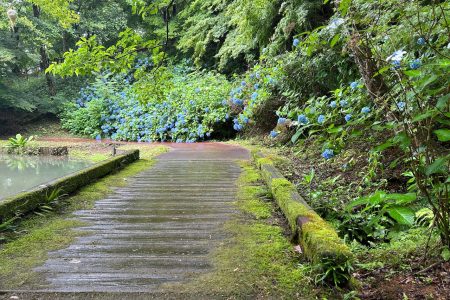 舞鶴自然文化園にあじさいを観に
